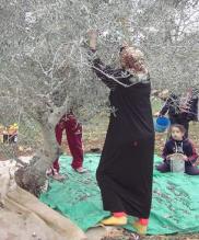 Découvrir la Palestine par la récolte des olives